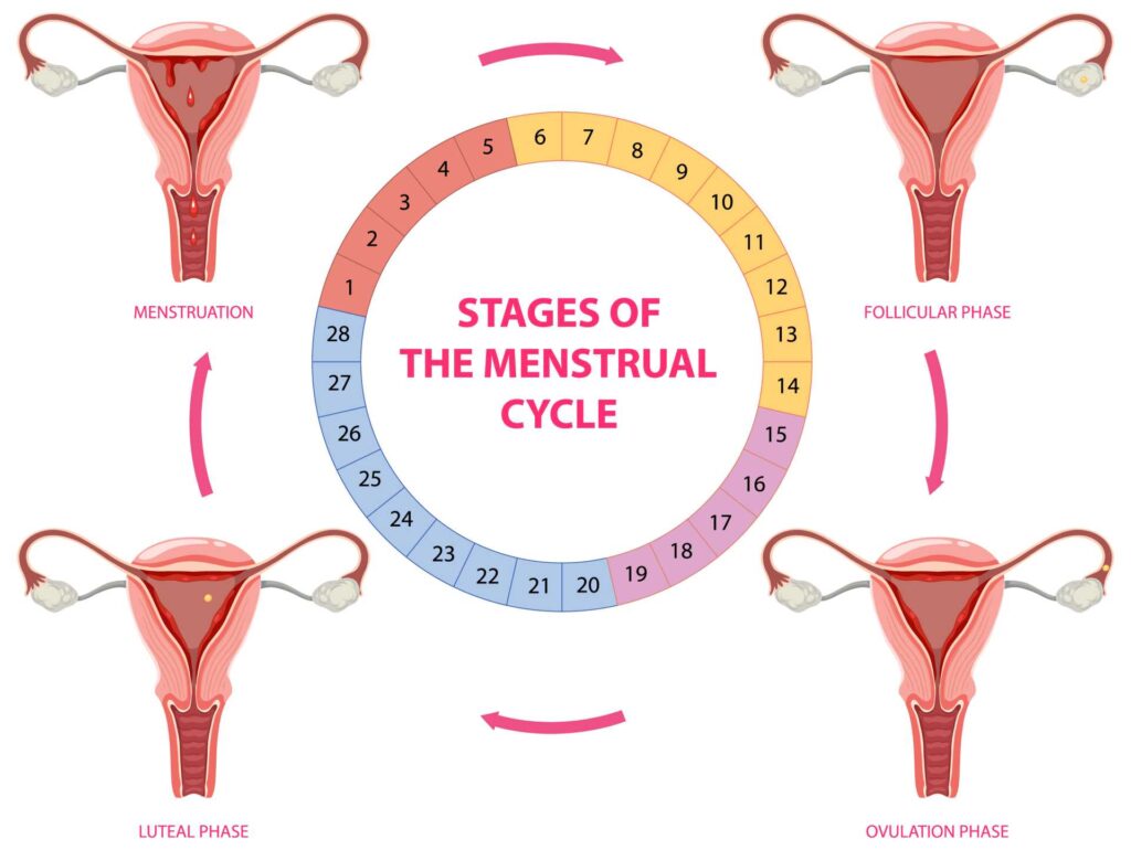 Diagram showing the stages of the menstrual cycle — <a href=